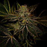 π Fruity Pebbles OG Seeds (100% off)